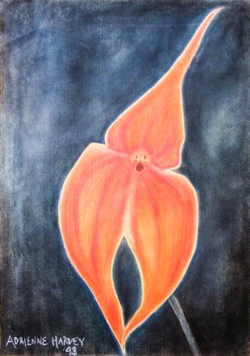 Orchis Simia pastel by Adrienne Harvey McCoy